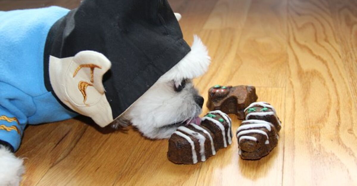 Carob And Pumpkin Dog Cake Recipe | PetGuide carob dog cake