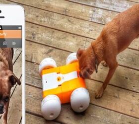 pawly lets you play with your pet even when youre not home video