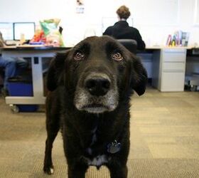 Work To Drool: Reasons to Have Dogs At Work