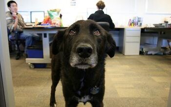 Work To Drool: Reasons to Have Dogs At Work