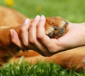 Paw Myths: Safety Tips For Dog Paws