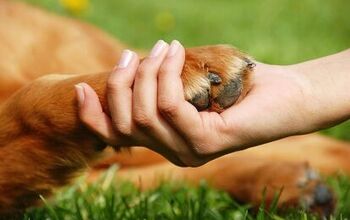 Paw Myths: Safety Tips For Dog Paws
