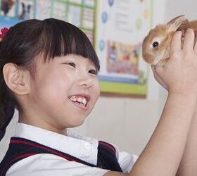 show and tell pets in the classroom get an a