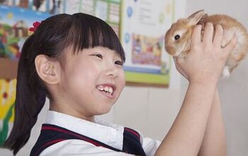 Show And Tell: Pets In The Classroom Get An A+