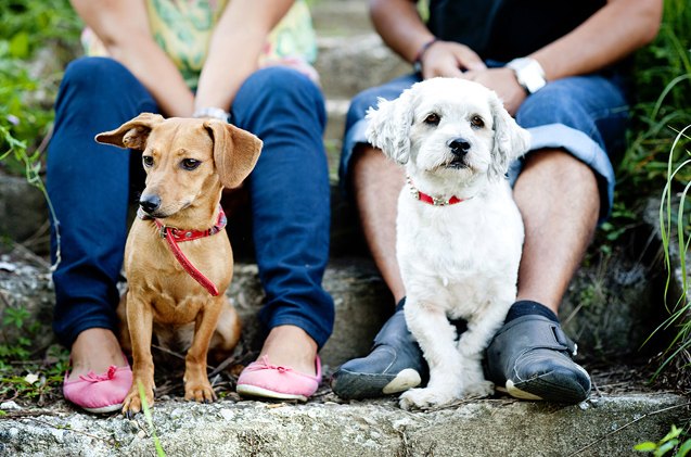 your jealous dog study shows jealousy in dogs is real