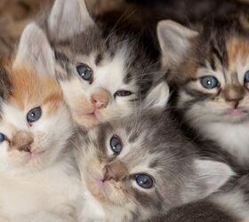 Reasons Why You Should Spay Or Neuter Your Cat