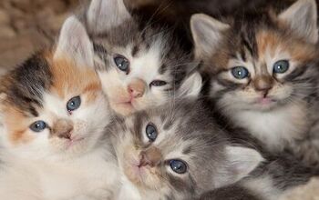 Reasons Why You Should Spay Or Neuter Your Cat