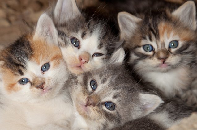 reasons why you should spay or neuter your cat