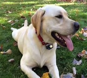 a lab and her leaves this is what pure joy looks like video