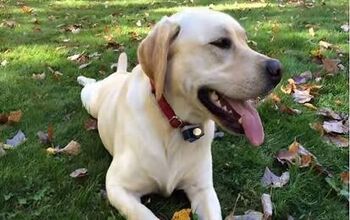 A Lab And Her Leaves: This Is What Pure Joy Looks Like [Video]
