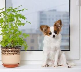 Outdoor And Indoor Plants: Poisonous Plants For Dogs
