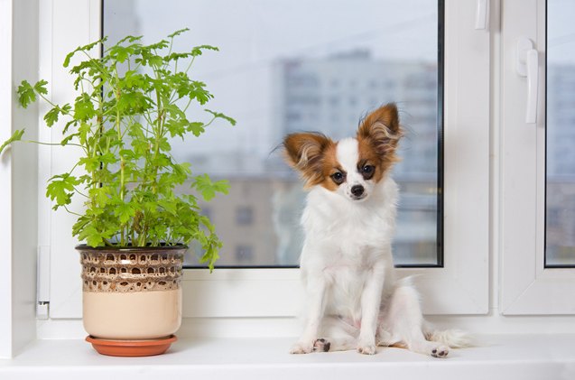 outdoor and indoor plants poisonous plants for dogs