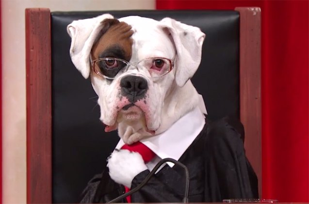 the solution for boring court programming adorable dog reenactments video