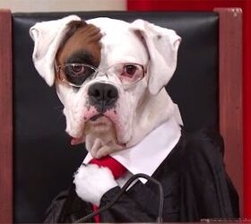 the solution for boring court programming adorable dog reenactments