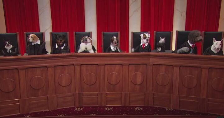 the solution for boring court programming adorable dog reenactments