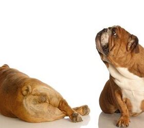 5 fragrant treatments for dog flatulence