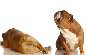 5 Fragrant Treatments For Dog Flatulence
