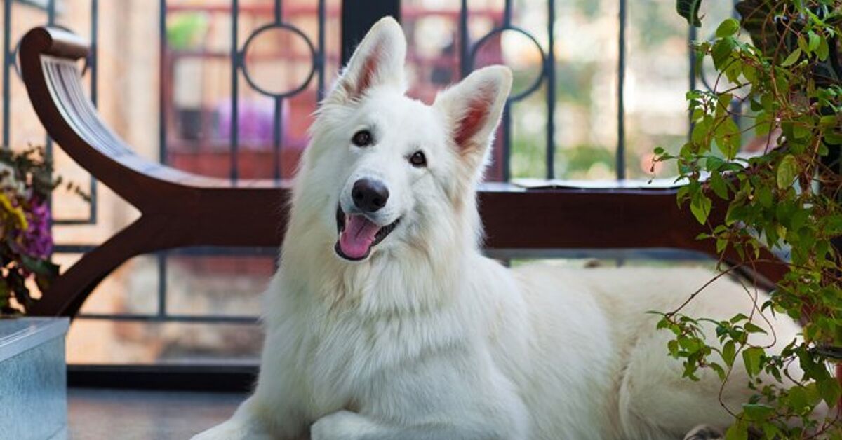 White Shepherd Dog Breed Information and Pictures - PetGuide | PetGuide