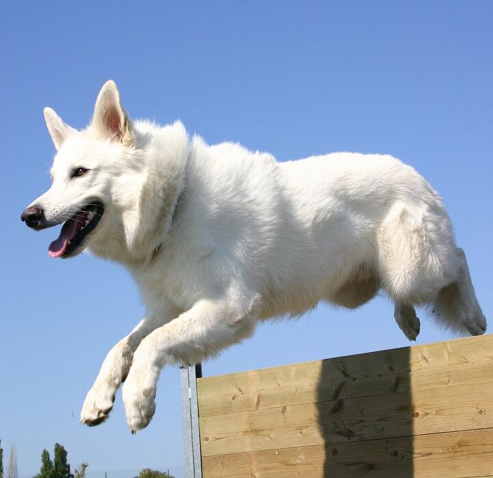 Are White German Shepherds Mean are-white-german-shepherds-mean