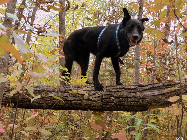top 5 reasons to go for an autumn hike with your dog