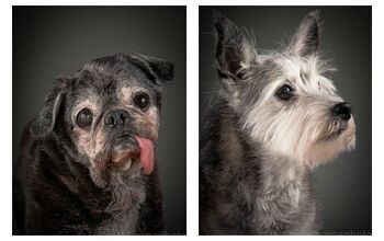 These Beautiful Photos Of Old Dogs Will Bring A Tear To Your Eye