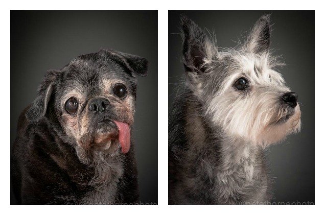 these beautiful photos of old dogs will bring a tear to your eye