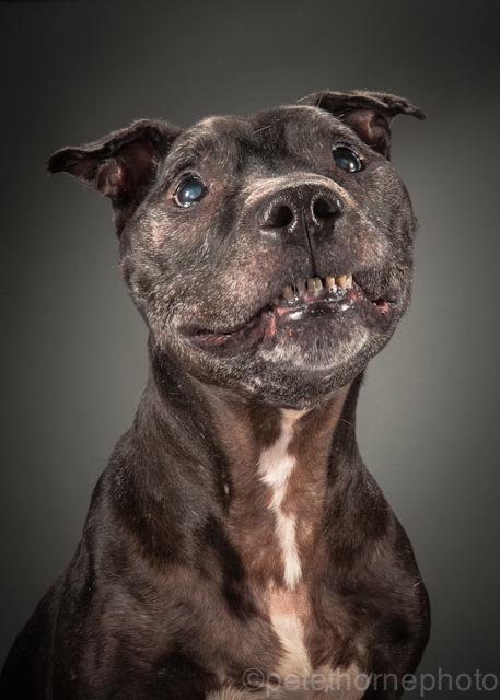 these beautiful photos of old dogs will bring a tear to your eye