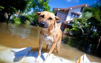 Disaster Strikes! Do You Have An Emergency Plan For Your Dog?