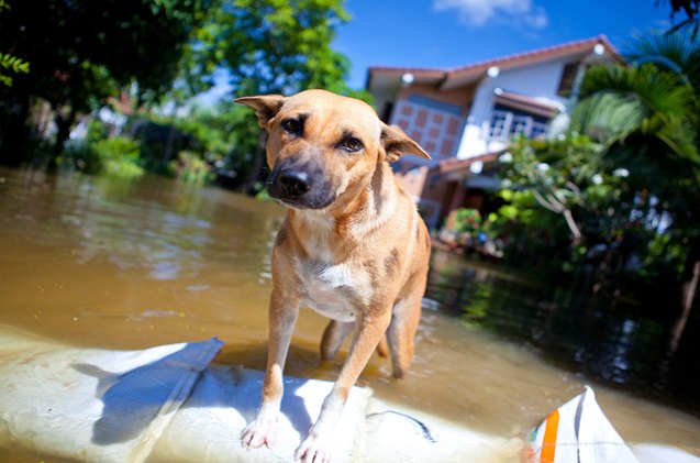 disaster strikes do you have an emergency plan for your dog