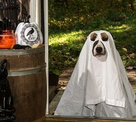 5 Spooky Smart Safety Tips For Your Halloween Hound