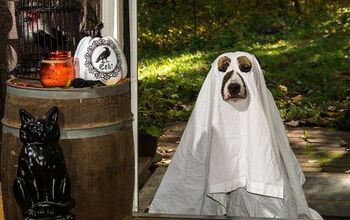 5 Spooky Smart Safety Tips For Your Halloween Hound