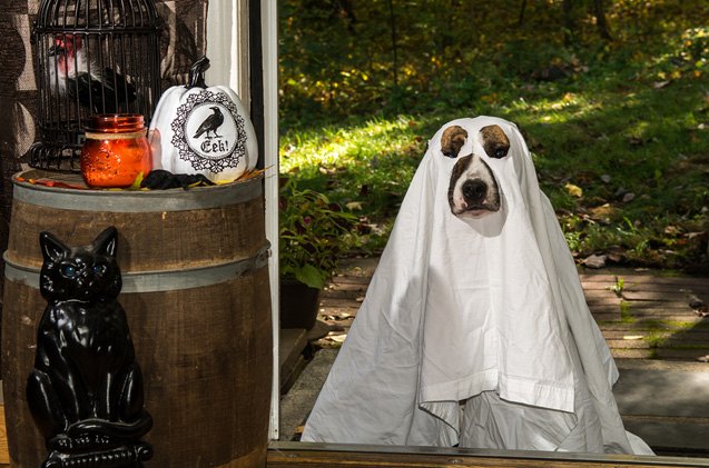 5 spooky smart safety tips for your halloween hound