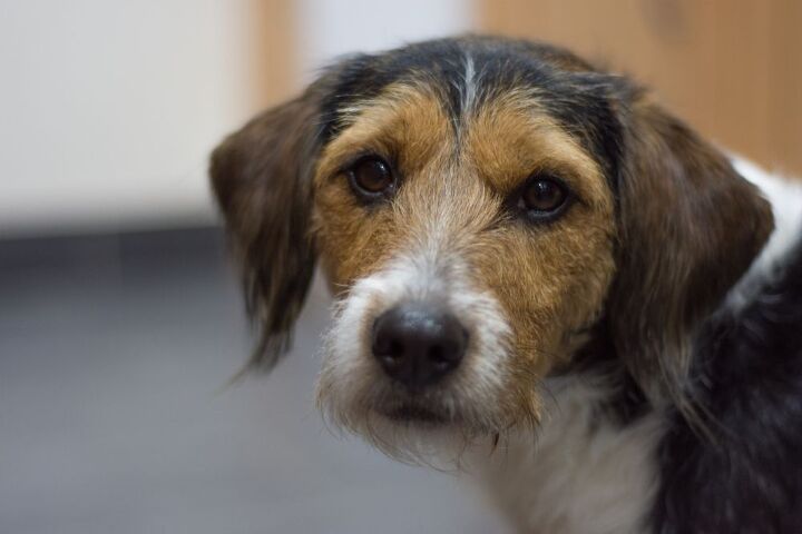 Beagle Mix Breeds: 18 Popular Beagle Mixes You Can Adopt Today 4 Poogle