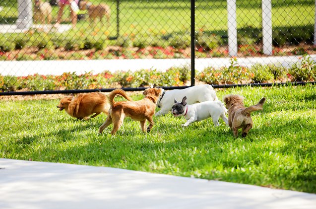 the emily post guide to proper dog park etiquette