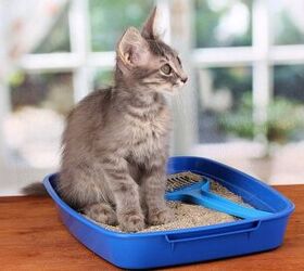 What Is The Best Cat Litter For Your Kitty?