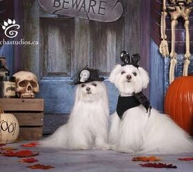 and the grand prize winner of our fur raising halloween dog costume co