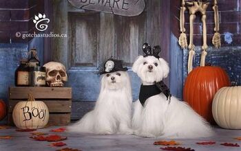 And The Grand Prize Winner Of Our Fur-Raising Halloween Dog Costume Co