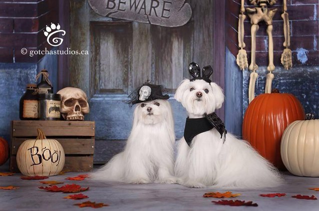 and the grand prize winner of our fur raising halloween dog costume contest is
