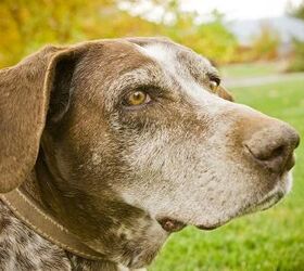 The ABCs On How To Extend Your Senior Dog’s Lifespan PetGuide