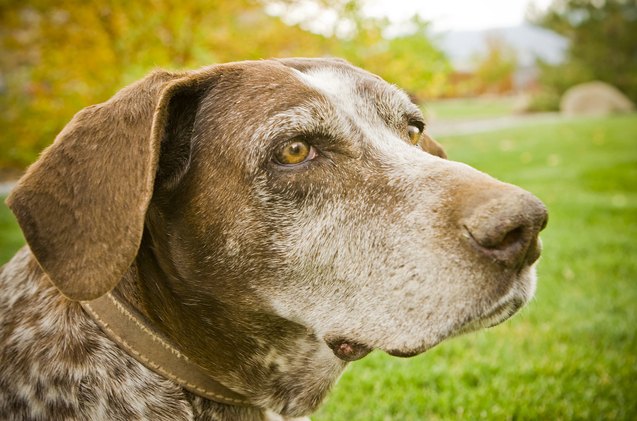 the abcs on how to extend your senior dog s lifespan