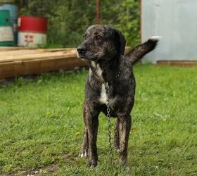 Treeing tennessee best sale brindle similar breeds