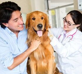 new canine cancer research findings could benefit people too
