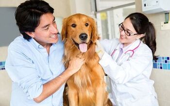 New Canine Cancer Research Findings Could Benefit People, Too