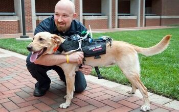 Amazing New Harness Helps Dogs And Humans Communicate