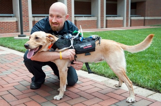 amazing new harness helps dogs and humans communicate