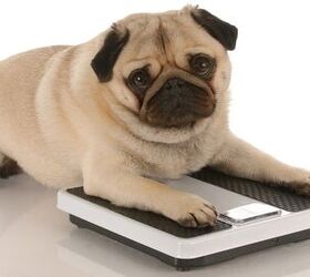 Obesity Treatments: Tipping The Scale For Fat Dogs