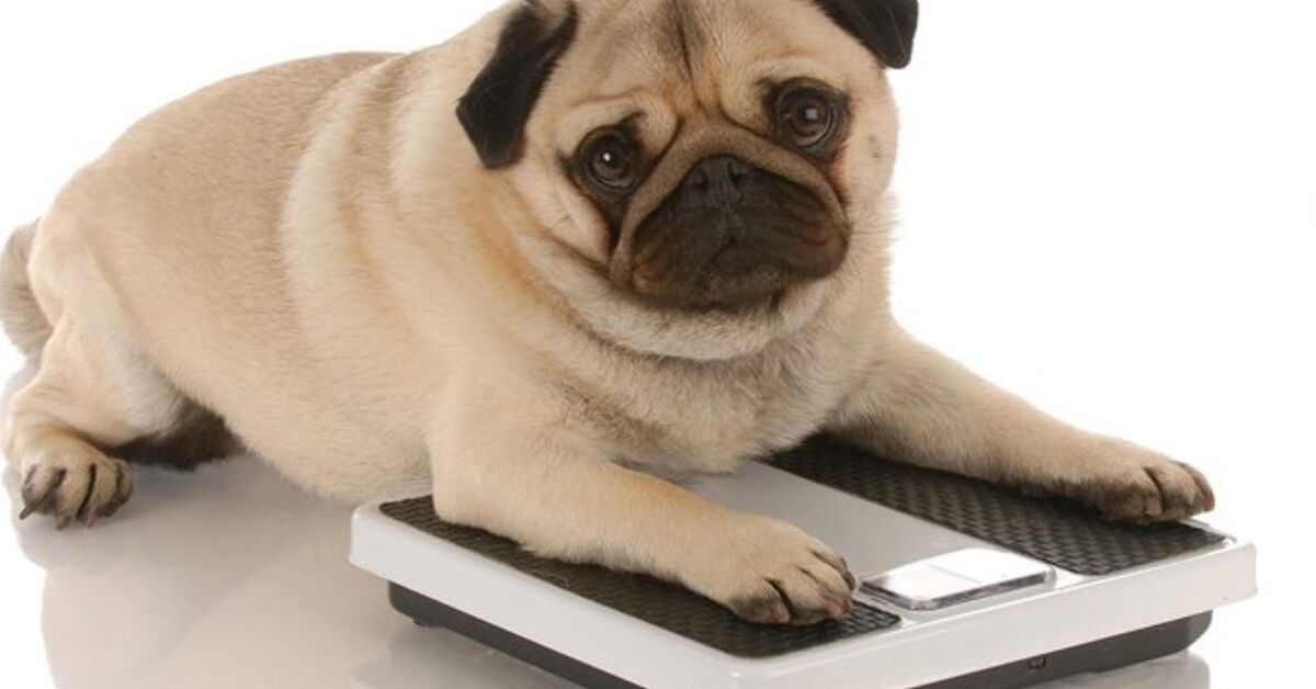 Obesity Treatments Tipping The Scale For Fat Dogs PetGuide