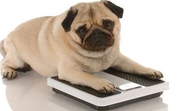 Obesity Treatments: Tipping The Scale For Fat Dogs