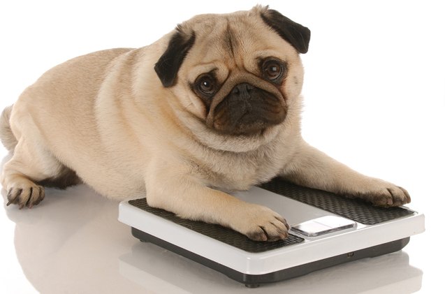 obesity treatments tipping the scale for fat dogs