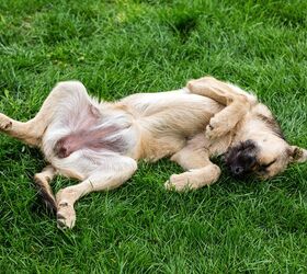 Mystery Solved! This Is Why Your Dog Kicks When You Scratch His Belly